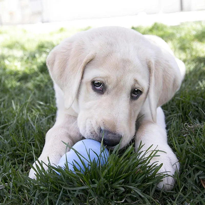 KONG Puppy Chew Toy