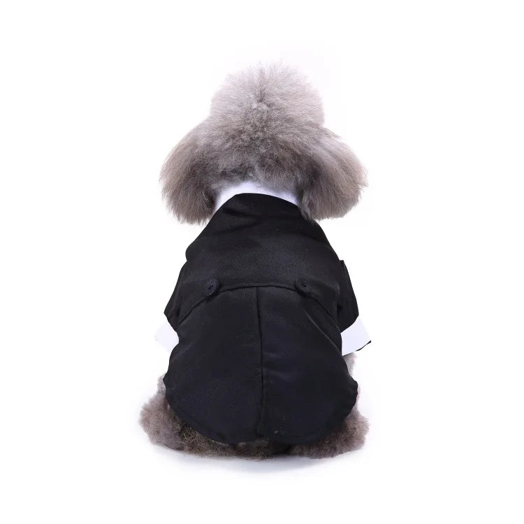 chic dog suit