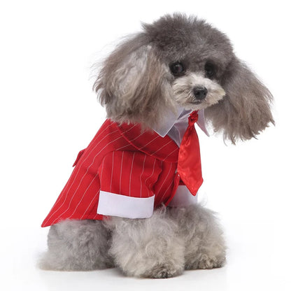 chic dog suit