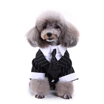 chic dog suit