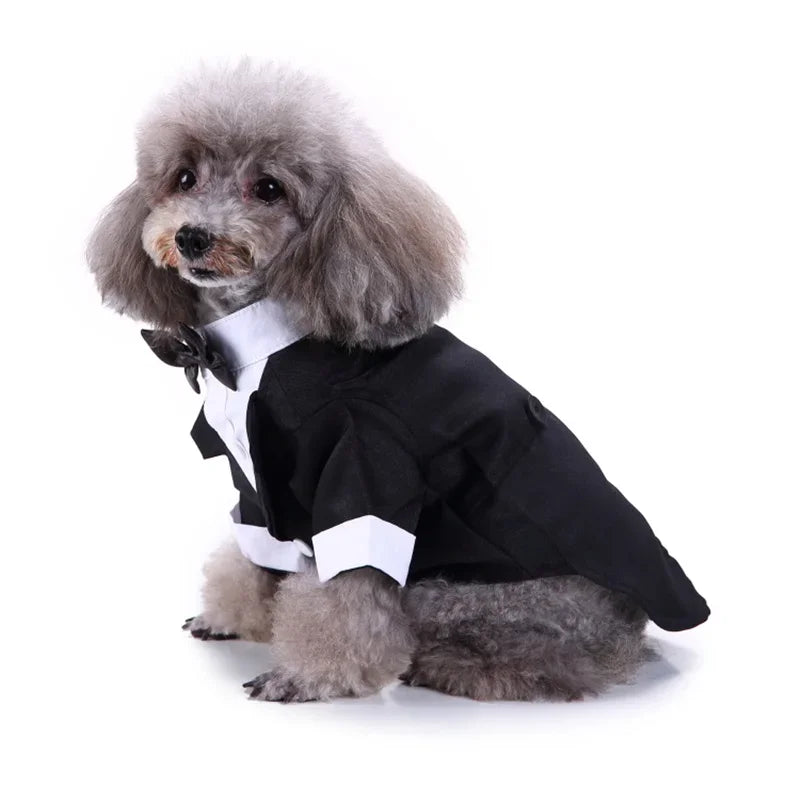 chic dog suit