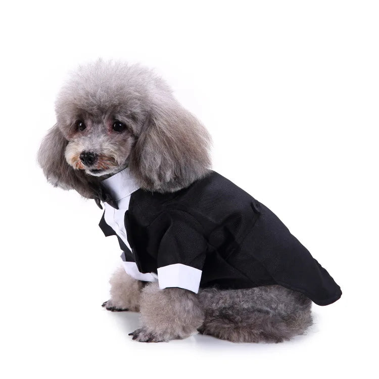 chic dog suit