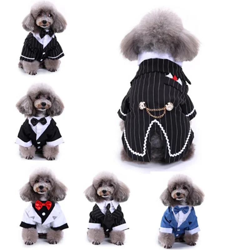 chic dog suit