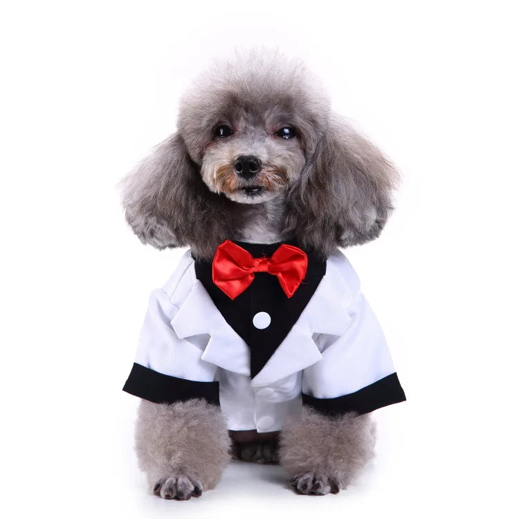 chic dog suit