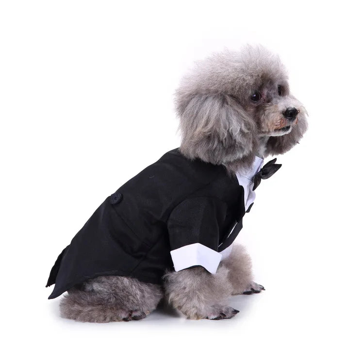 chic dog suit