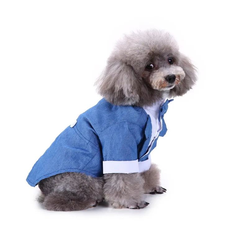 chic dog suit