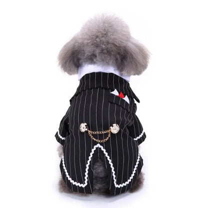 chic dog suit