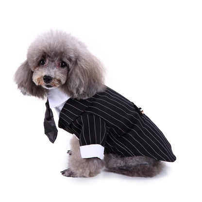 chic dog suit