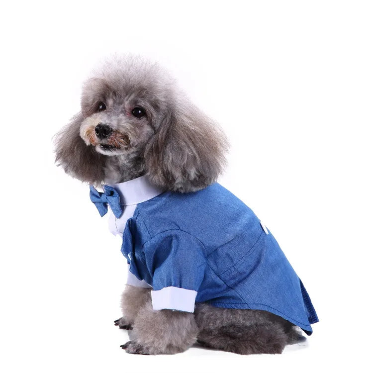 chic dog suit