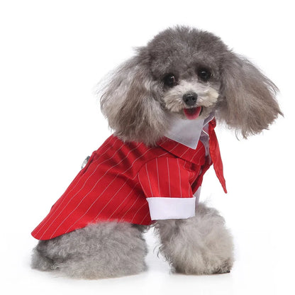 chic dog suit