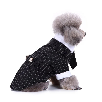 chic dog suit