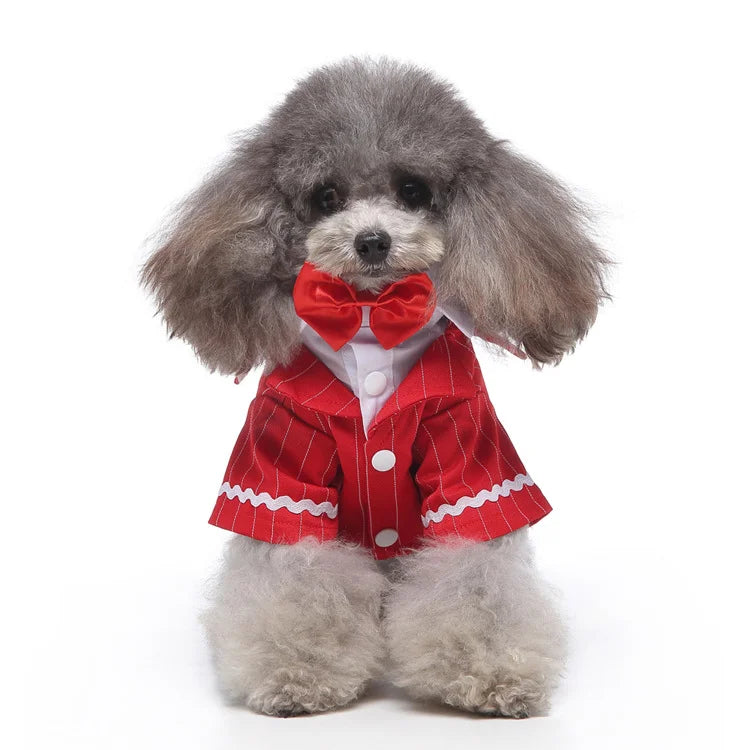 chic dog suit