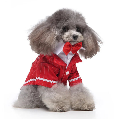 chic dog suit