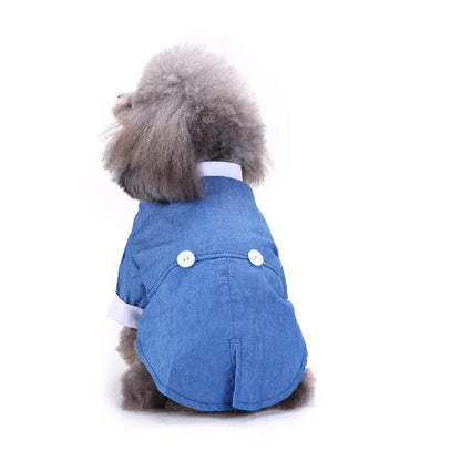 chic dog suit