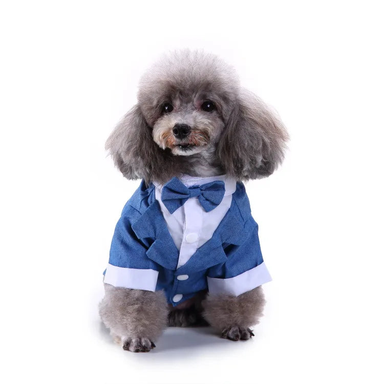 chic dog suit