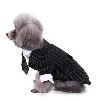 chic dog suit