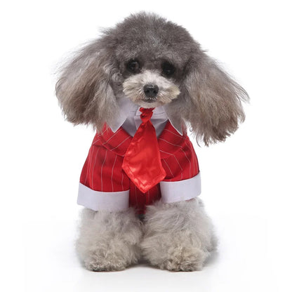 chic dog suit