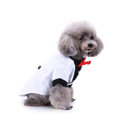 chic dog suit