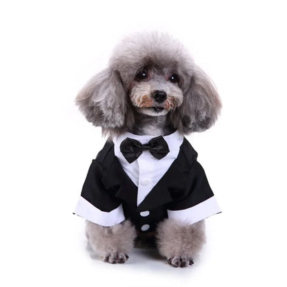 chic dog suit