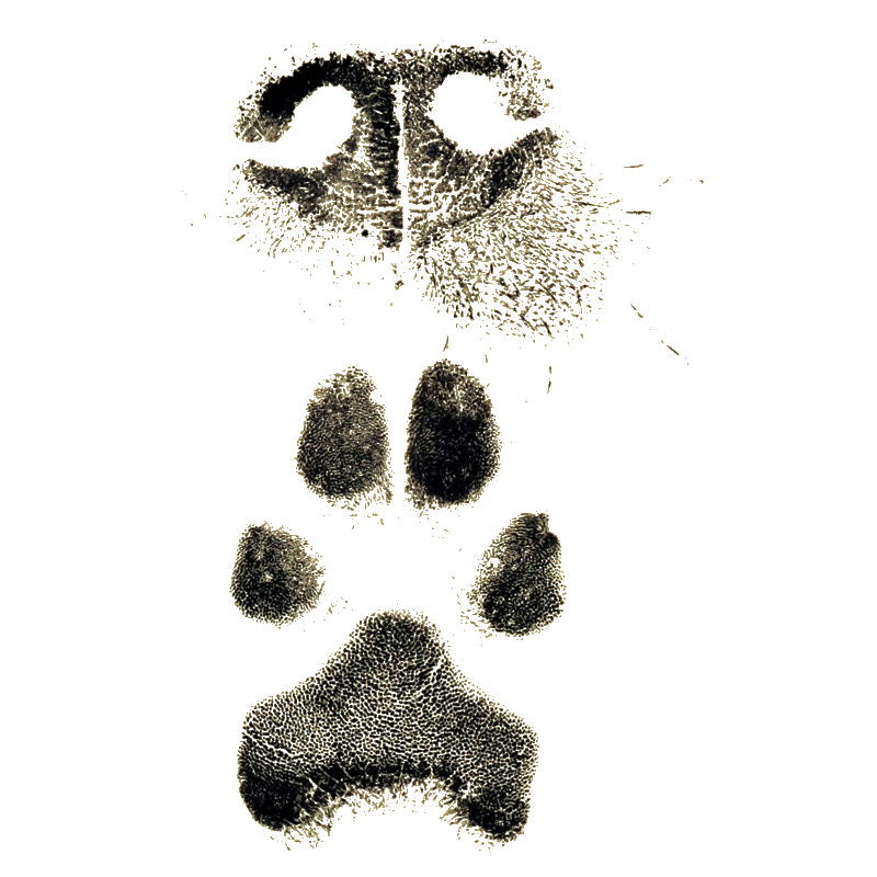 Paw Print Maker